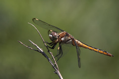 Libellula comanche