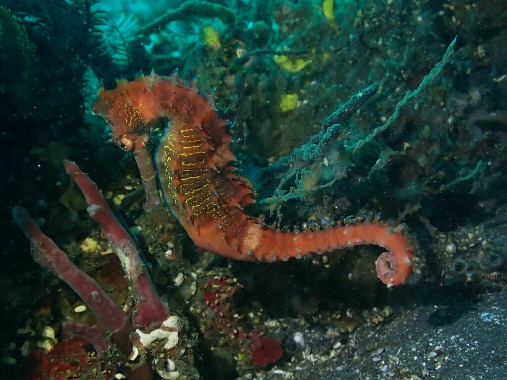 Thorny Seahorse