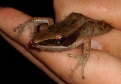 Indosylvirana nicobariensis