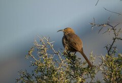 Crissal Thrasher photo 3