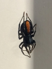 Castianeira descripta