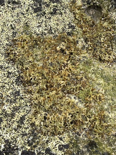 Gracilaria observed 2024-03-13