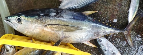 Yellowfin Tuna