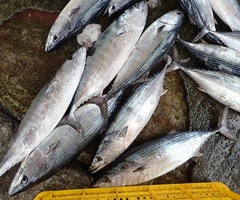 Sarda orientalis