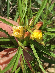Oenothera berlandieri pinifolia