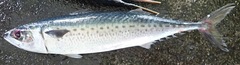 Scomber australasicus