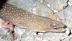 Palenose Moray photo 3