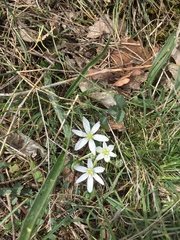 Ornithogalum umbellatum