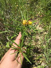 Oenothera berlandieri pinifolia