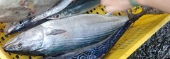 Sarda orientalis
