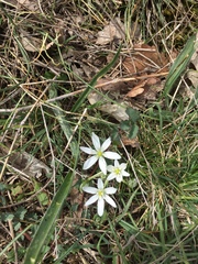 Ornithogalum umbellatum