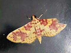 Conogethes haemactalis