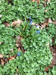 Scilla siberica