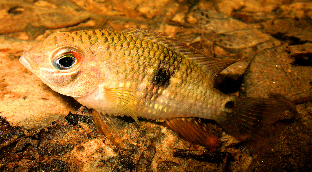 Saddle-cichlide (Aequidens tetramerus) — Cichlidae