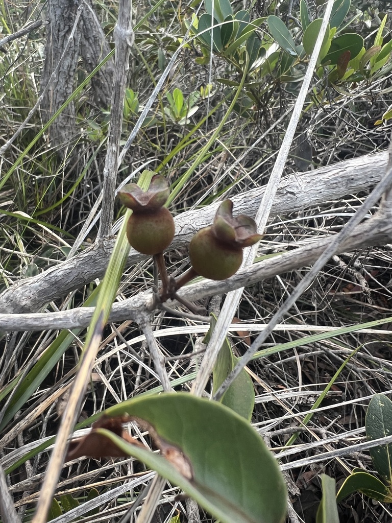 Eugenia kaalensis