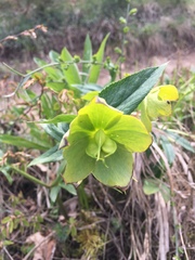 Helleborus odorus