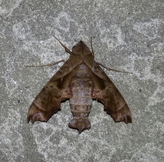 Nyceryx tacita