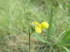 Lathyrus annuus
