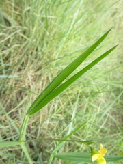 Lathyrus annuus