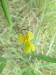 Lathyrus annuus