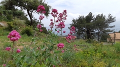 Centranthus ruber