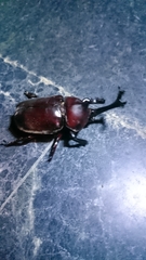 Trypoxylus dichotomus tsunobosonis