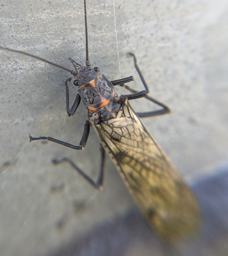 Giant Stoneflies and Salmonflies from Athens, GA 30605, USA on March 13 ...