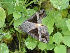 Hypena trigonalis