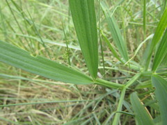 Lathyrus annuus