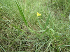 Lathyrus annuus