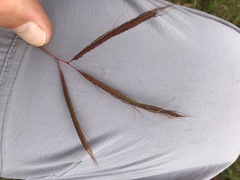 Bothriochloa insculpta