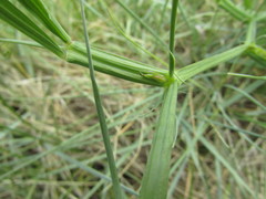 Lathyrus annuus
