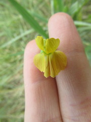 Lathyrus annuus