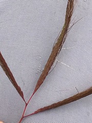 Bothriochloa insculpta