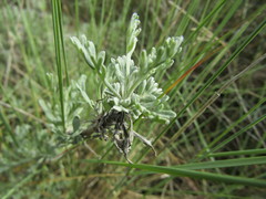 Artemisia caerulescens