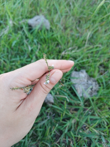 Image of Verbena montevidensis by (c) Agustina Medina, some rights reserved (CC BY)
