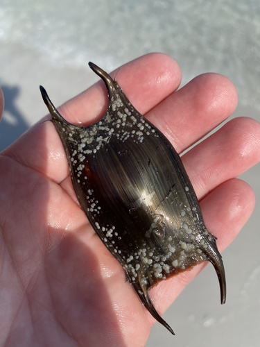 Clearnose Skate, photo 3 of 10