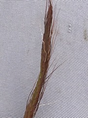 Bothriochloa insculpta