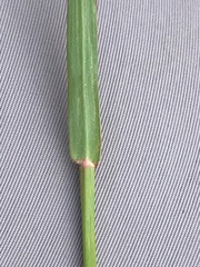 Bothriochloa insculpta