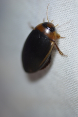 Hydaticus bimarginatus