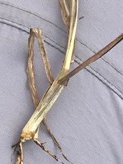 Bothriochloa insculpta