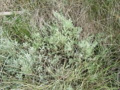 Artemisia caerulescens