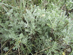 Artemisia caerulescens