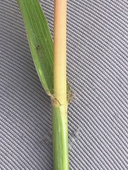 Bothriochloa insculpta