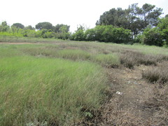 Artemisia caerulescens