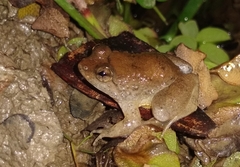 Occidozyga laevis