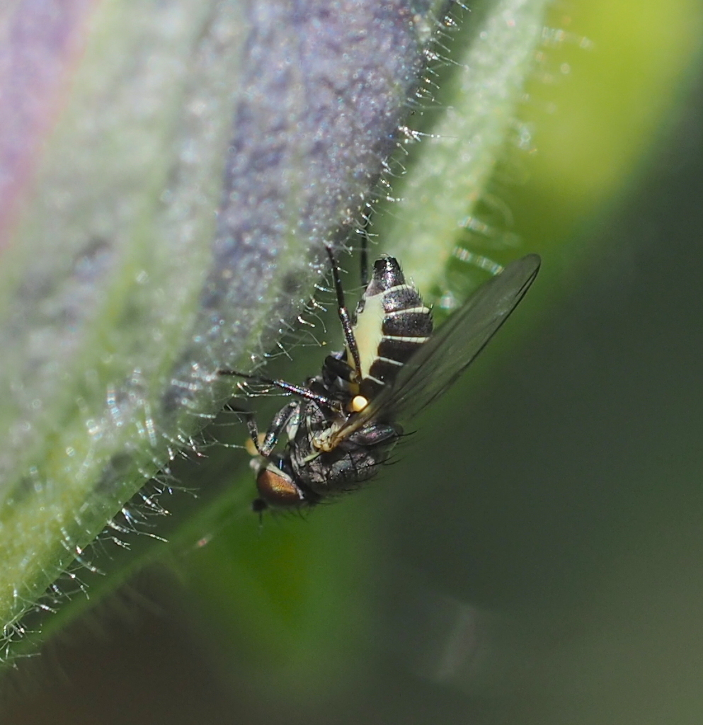 Phytomyza krygeri