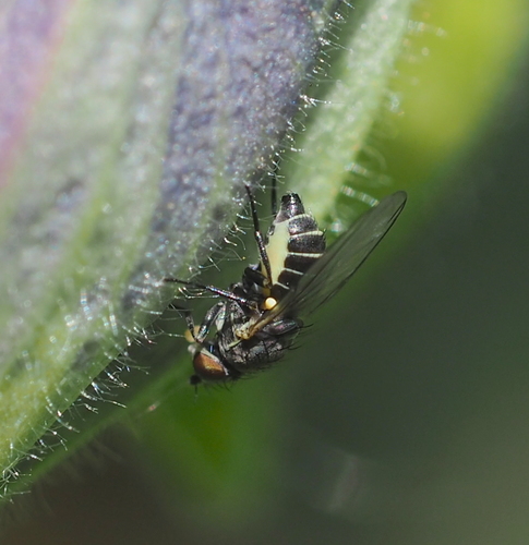 Phytomyza krygeri
