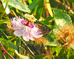 Cymaenes fraus