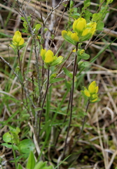 Castilleja kraliana